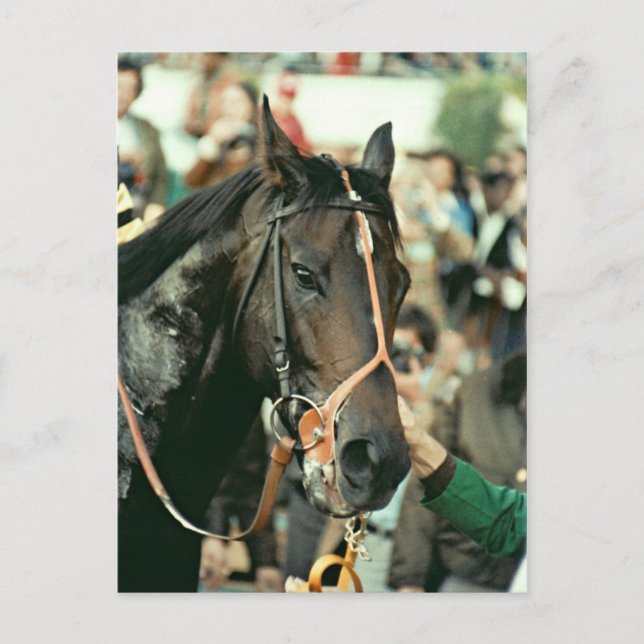 Seattle Slew Thoroughbred 1978 Postcard (Front)
