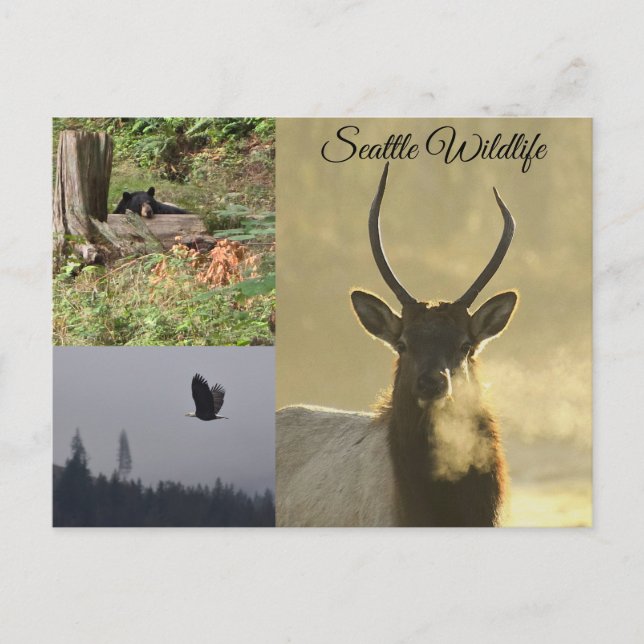 Seattle Wildlife Postcard (Front)