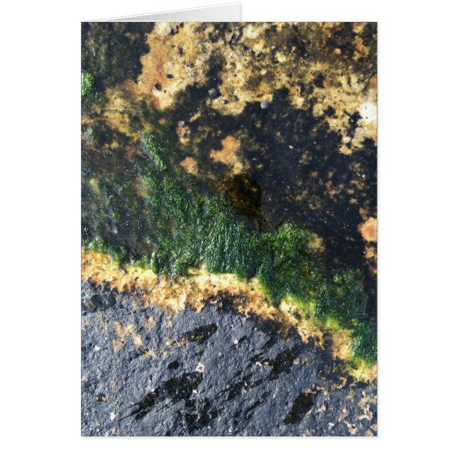 seawall seaweed maine cards (Front)
