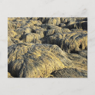seawall seaweed postcard