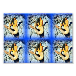seaward gazing mermaids blue photo print