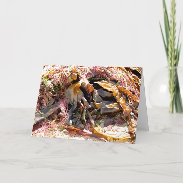 SEAWEED CARD (Front)