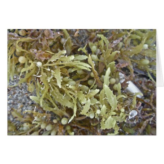 Seaweed Coordinating Items Cards (Front Horizontal)
