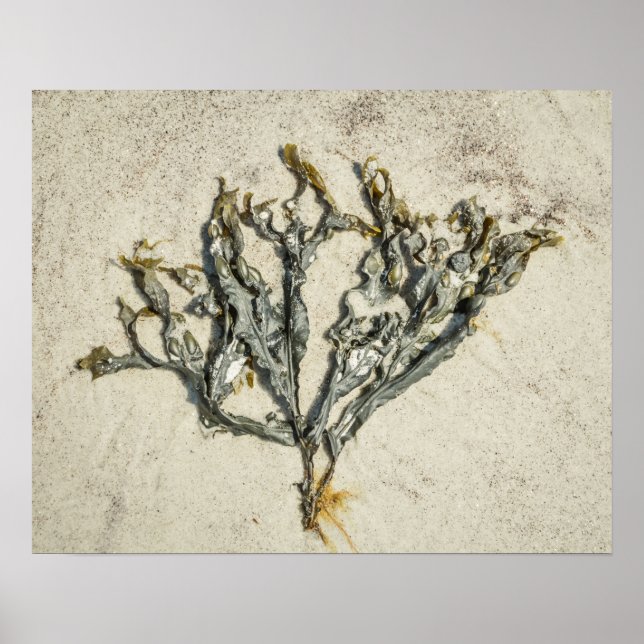 Seaweed on a Sandy Beach in Maine Poster (Front)