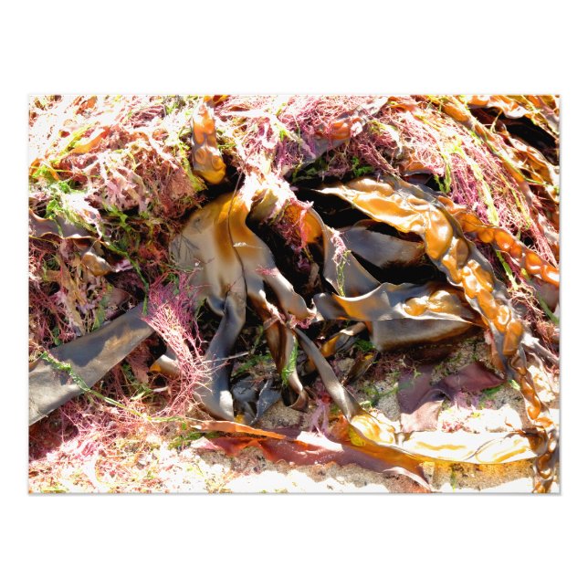 SEAWEED PHOTO PRINT (Front)
