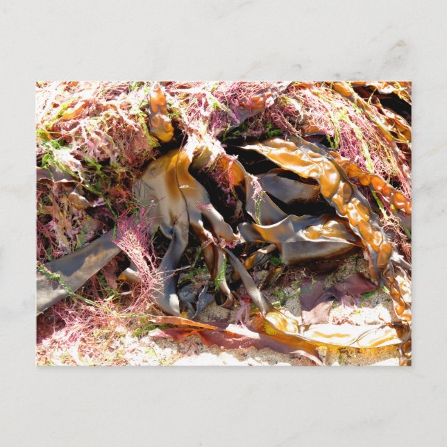 SEAWEED POSTCARD (Front)