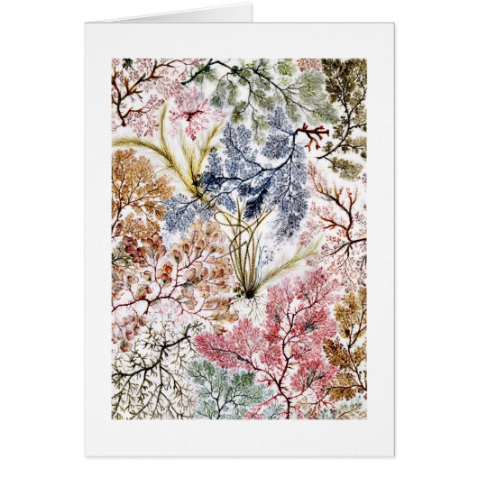 Seaweed Silk Fabric Art (Front)