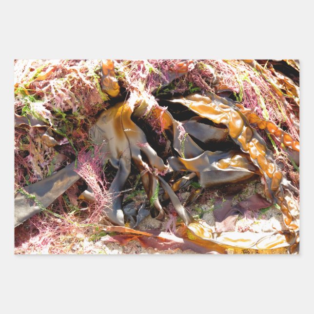 SEAWEED WRAPPING PAPER SHEETS (Front)