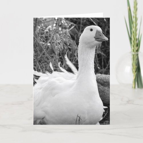 Sebastopol Goose Card