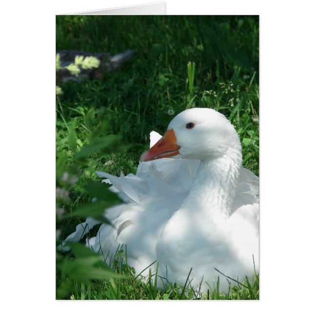 Sebastopol Goose Cards (Front)