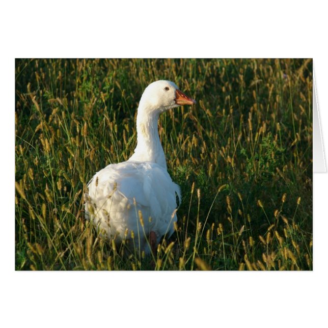Sebastopol Goose Cards (Front Horizontal)