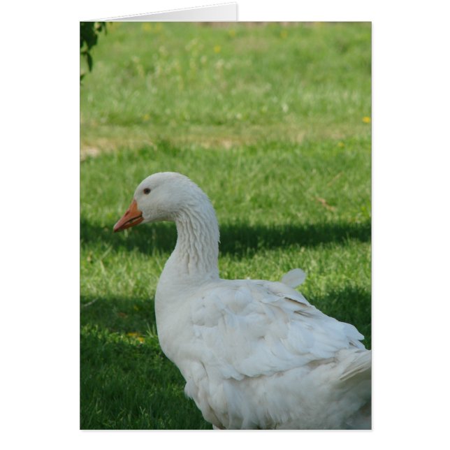 Sebastopol Goose Cards (Front)