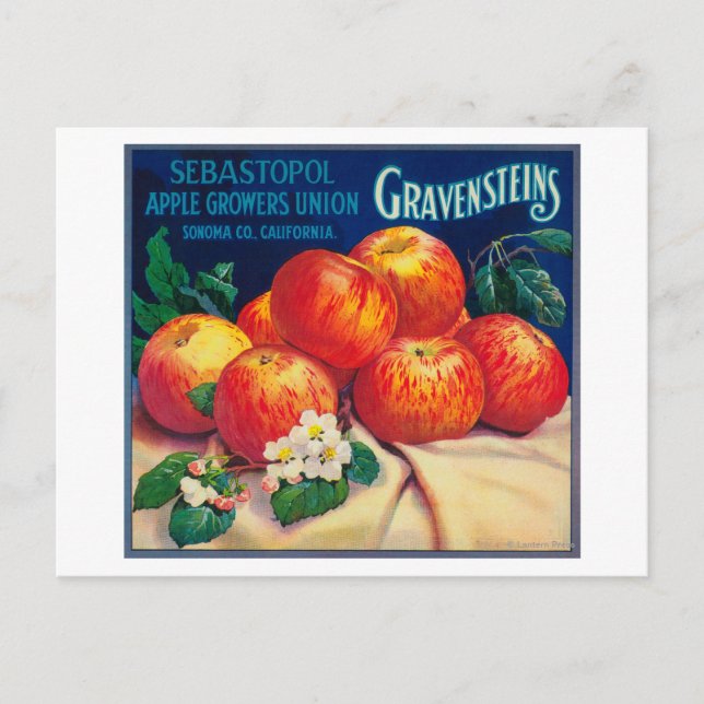 Sebastopol Gravensteins Apple LabelSonoma, CA Postcard (Front)
