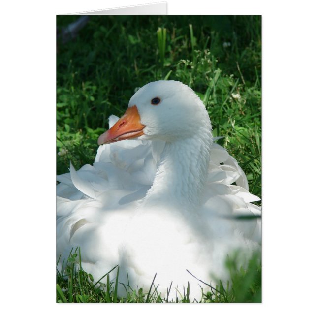 Sebbie Goose Cards (Front)