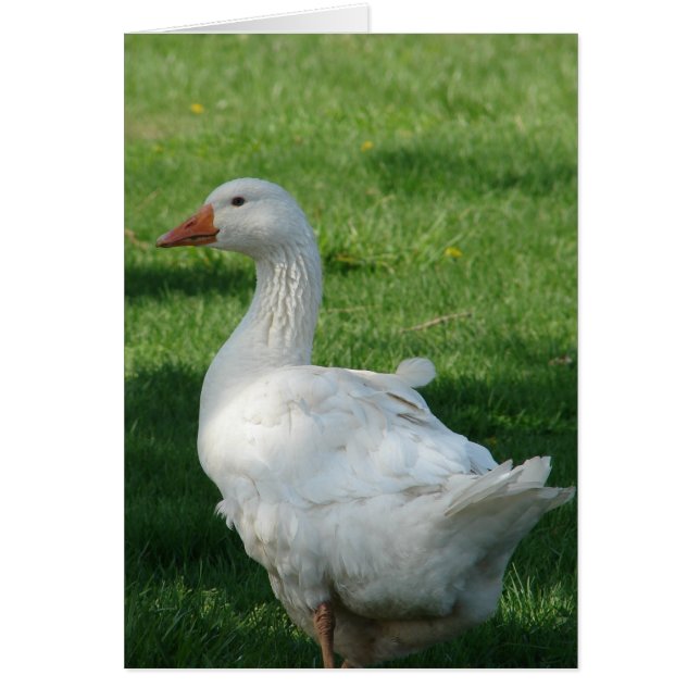Sebbie Goose Cards (Front)