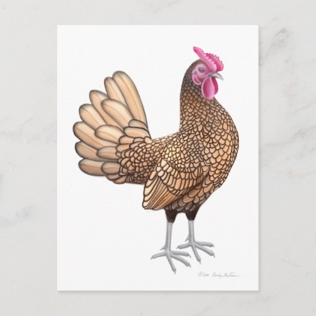 Sebright Bantam Rooster Postcard (Front)