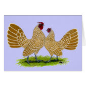 Sebrights Buff Laced (Front Horizontal)