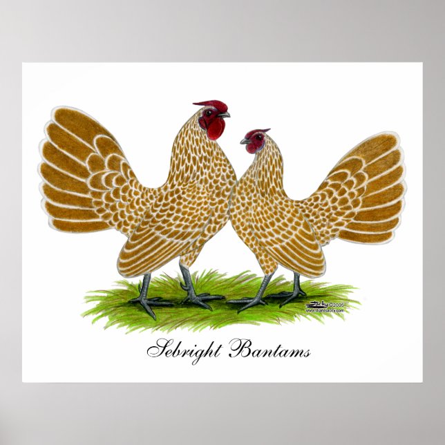 Sebrights Buff Laced Poster (Front)