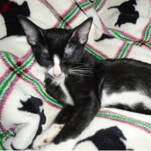 SECOND AMENDMENT GUN PERMIT Mug