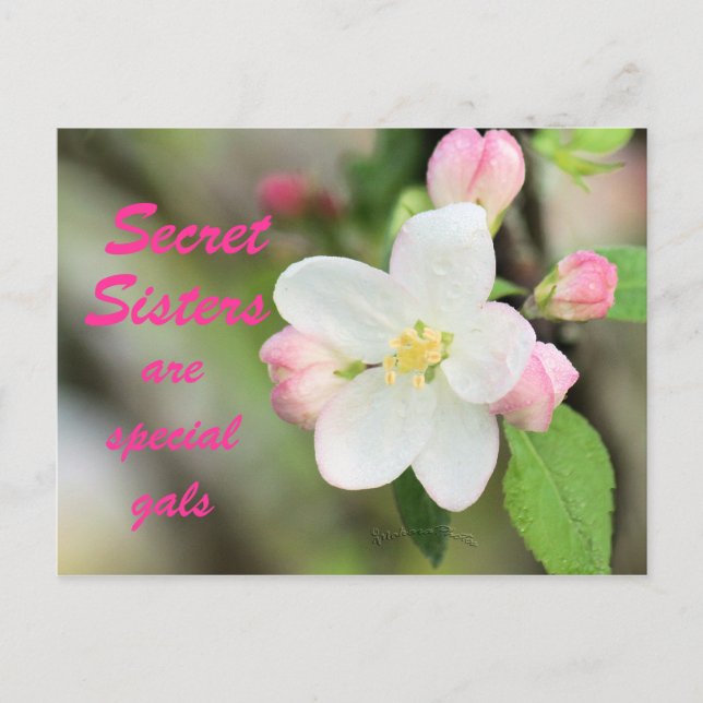 Secret Sister Apple Blossom Postcard - customize (Front)