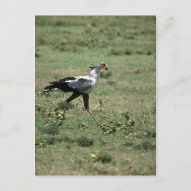 Secretary Bird, carrying stone Postcard (Front)