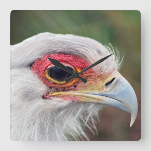 Secretary Bird of South Africa photo Square Wall Clock