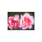 Secreted Away, Pink Peonies