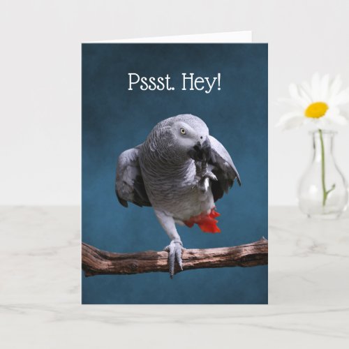 Secretive African Gray Parrot Birthday Card