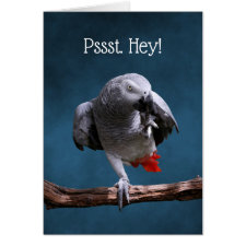 Secretive African Gray Parrot Birthday Card