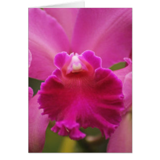 Secretly Orchid Cards
