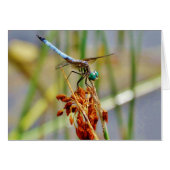 Sedge grass, and Dragonfly (Front Horizontal)