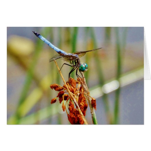 Sedge grass, and Dragonfly (Front Horizontal)