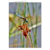 Sedge grass, and Dragonfly (Front)