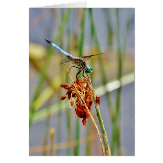 Sedge grass, and Dragonfly Cards (Front)