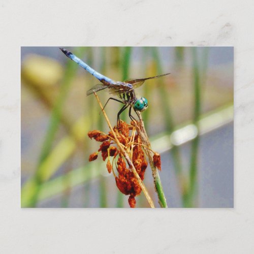 Sedge grass and Dragonfly Postcard