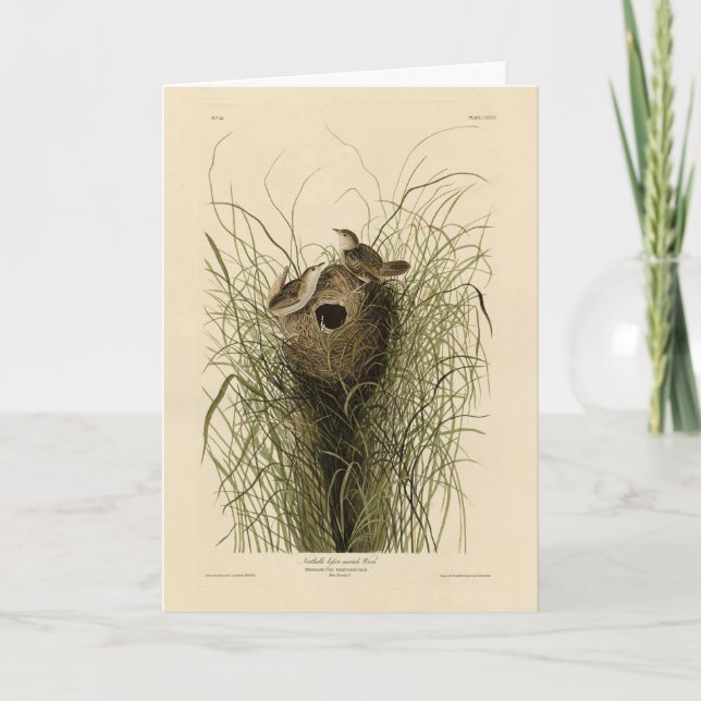 Sedge Wren from Audubon's Birds of America Card (Front)