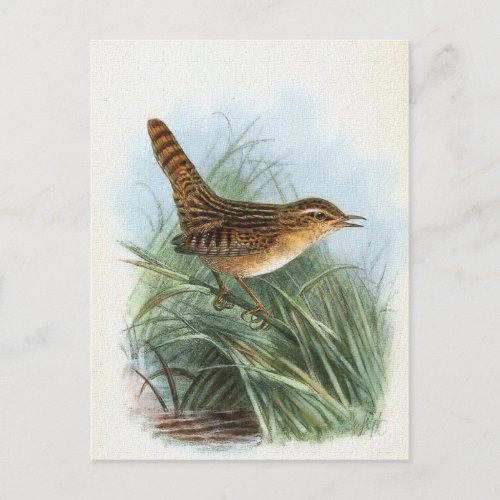 Sedge Wren Vintage Bird Illustration Postcard