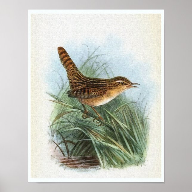 Sedge Wren Vintage Bird Illustration Poster (Front)