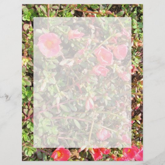 Sedum (Front)
