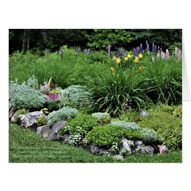 Sedum Artemisia Dianthus Rock Bed Lupine Lillies (Front Horizontal)