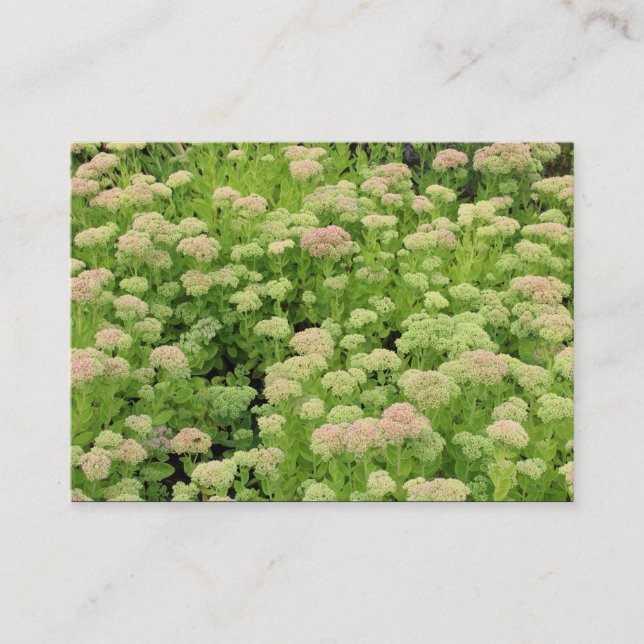 Sedum (Autumn Joy) Business Card (Front)