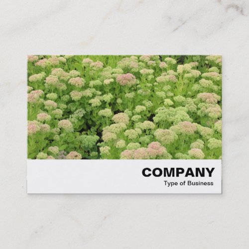 Sedum Autumn Joy Business Card