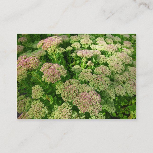 Sedum "Autumn Joy" Business Card (Front)