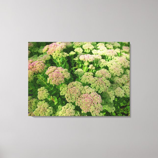 Sedum Autumn Joy Canvas Print (Front)