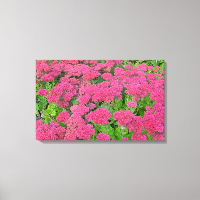 Sedum Autumn Joy II Canvas Print (Front)