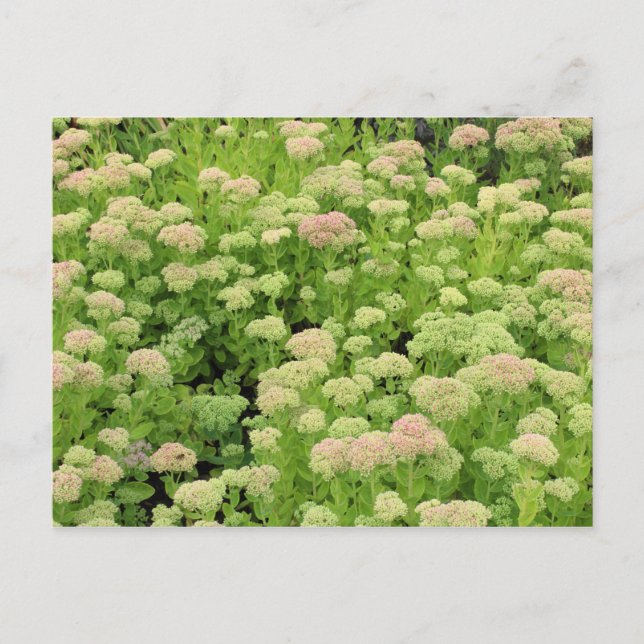Sedum Autumn Joy Postcard (Front)