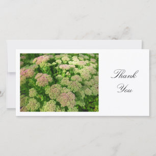 Sedum "Autumn Joy" - Thank You Card
