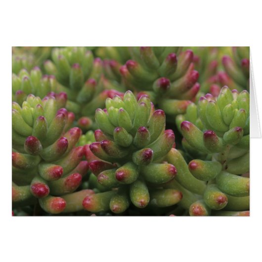 Sedum plant, Arizona-Sonora Desert Museum, (Front Horizontal)