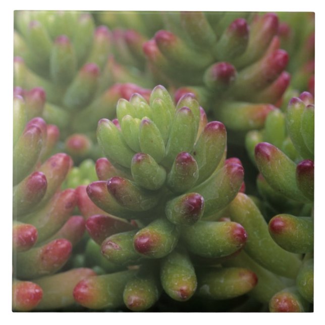 Sedum plant, Arizona-Sonora Desert Museum, Ceramic Tile (Front)