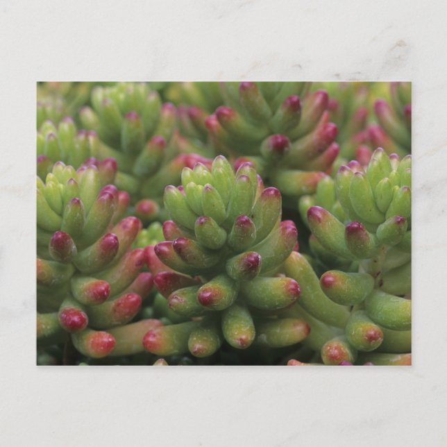 Sedum plant, Arizona-Sonora Desert Museum, Postcard (Front)